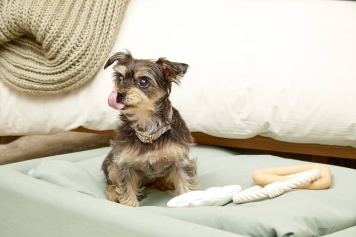 Woof cool stuff for dogs 2025
